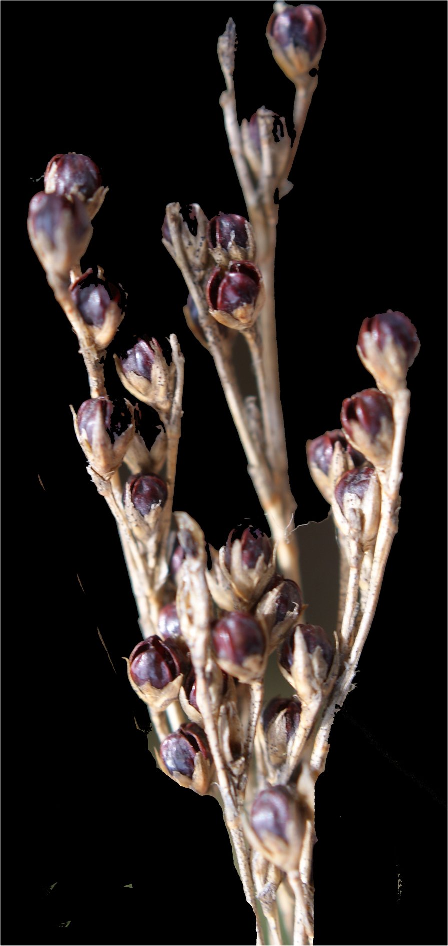 juncus gerardi