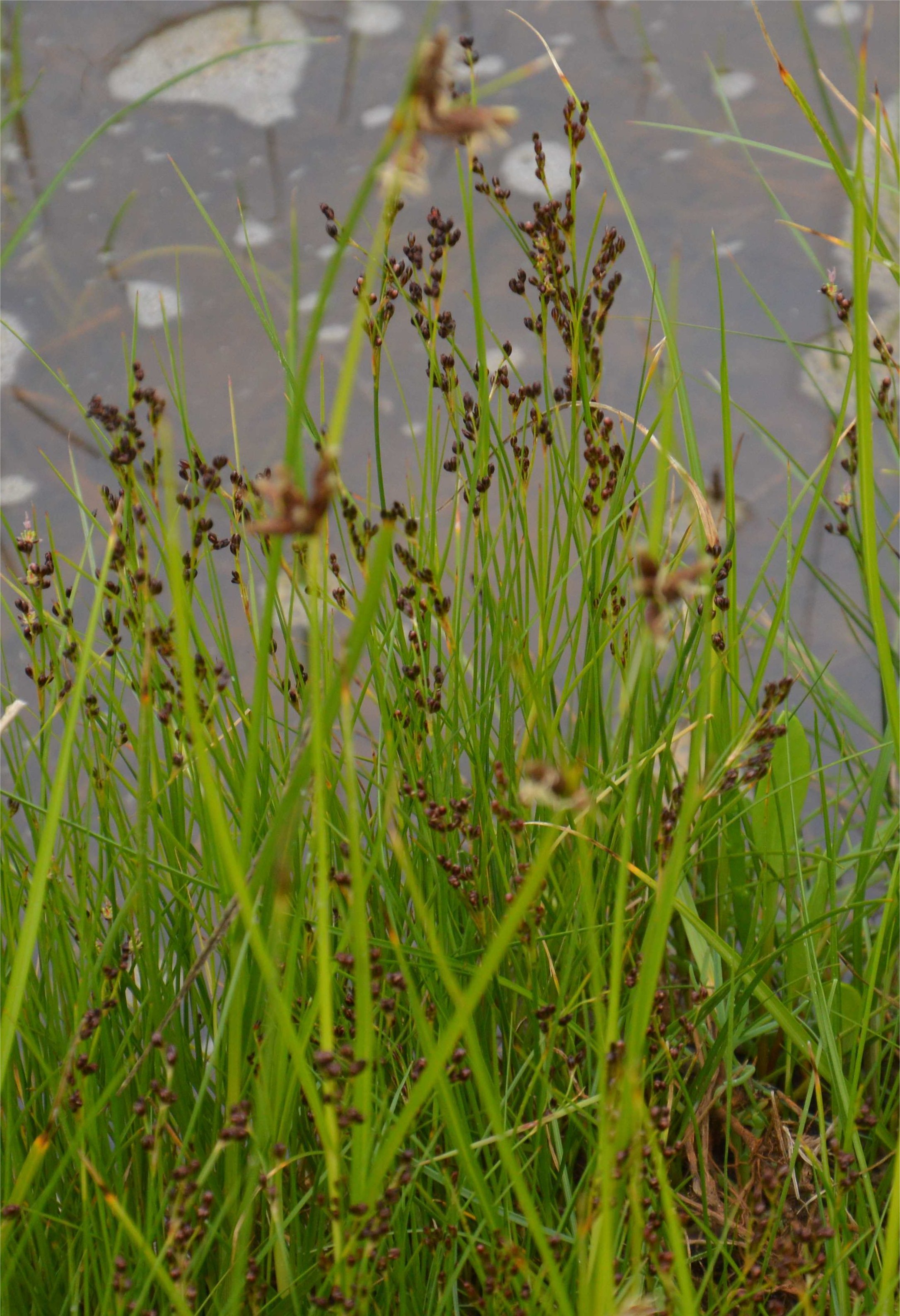 juncus gerardi