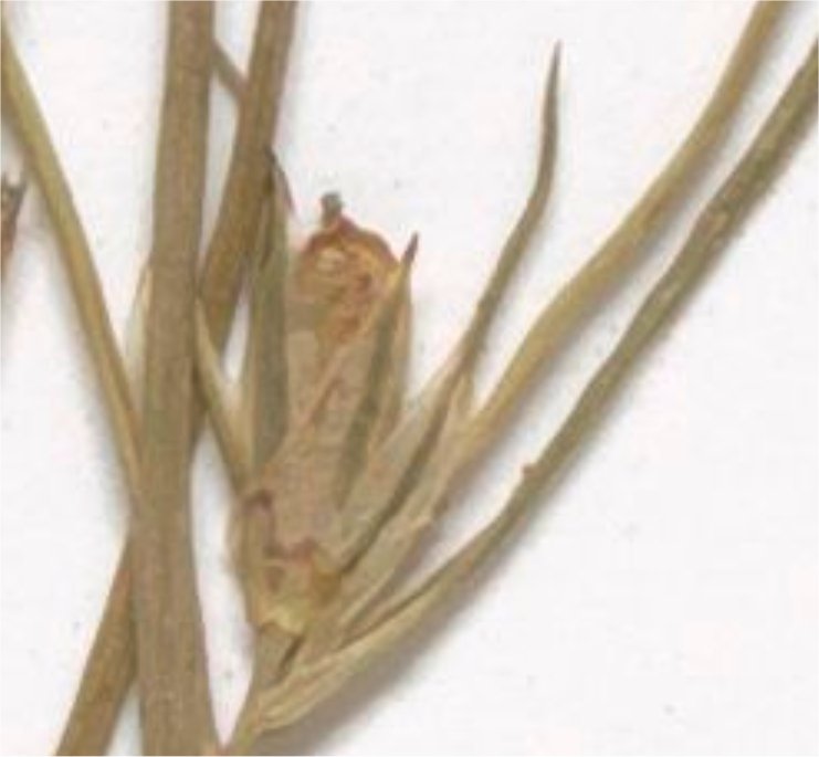 juncus hybriduus