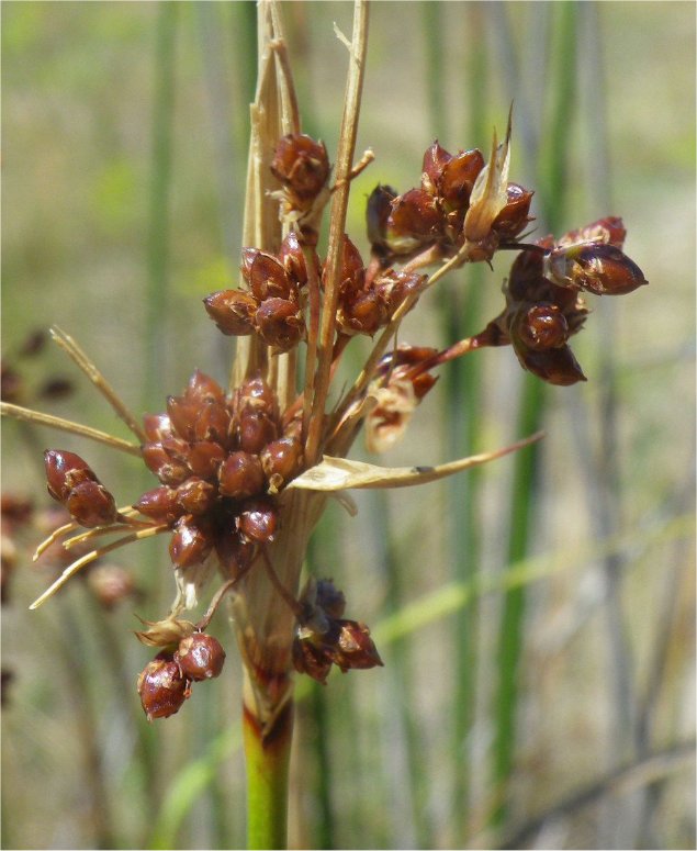 juncus littoralis
