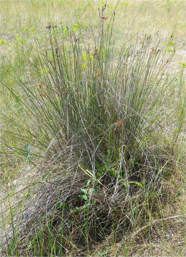 juncus littoralis