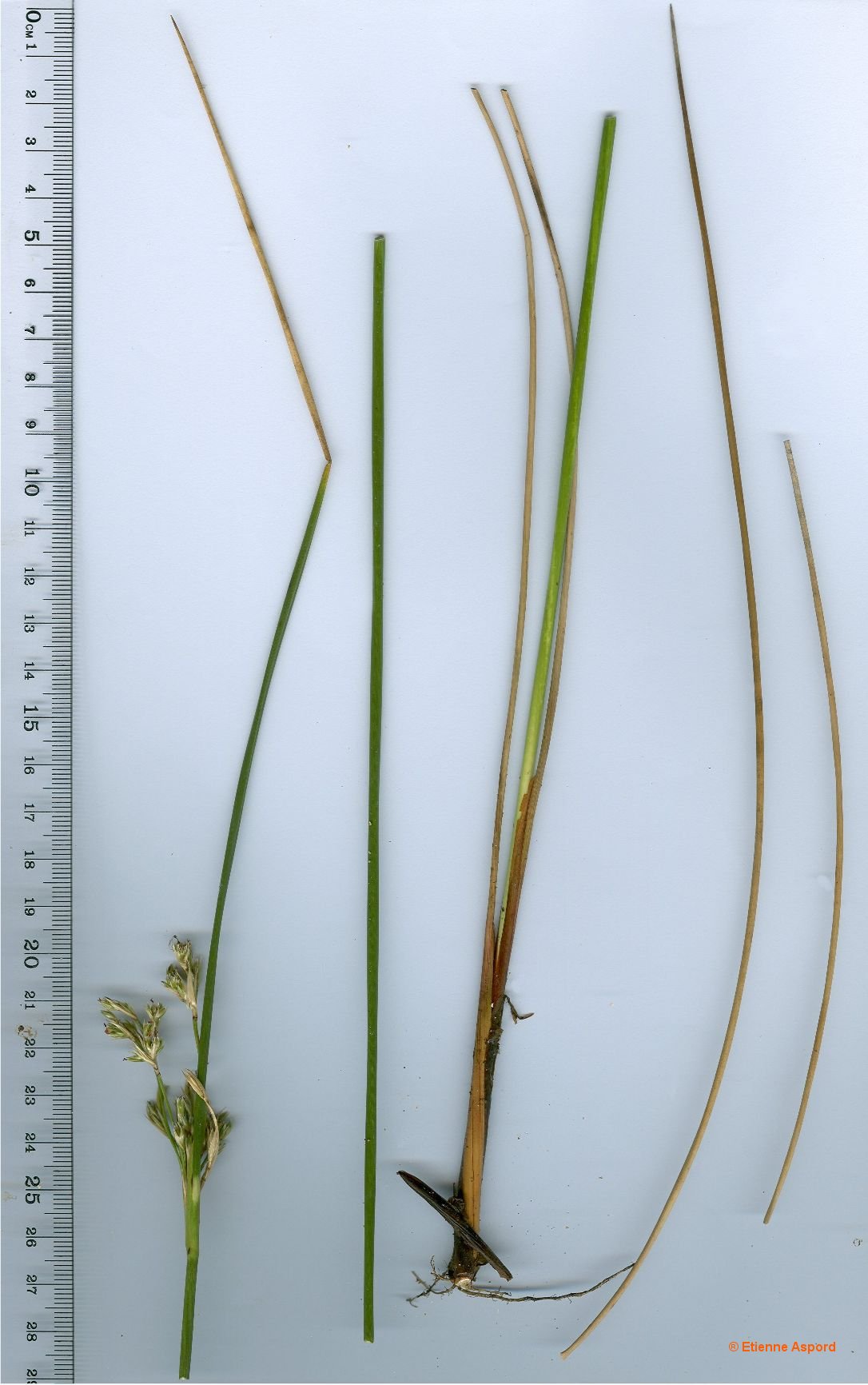 juncus maritimus