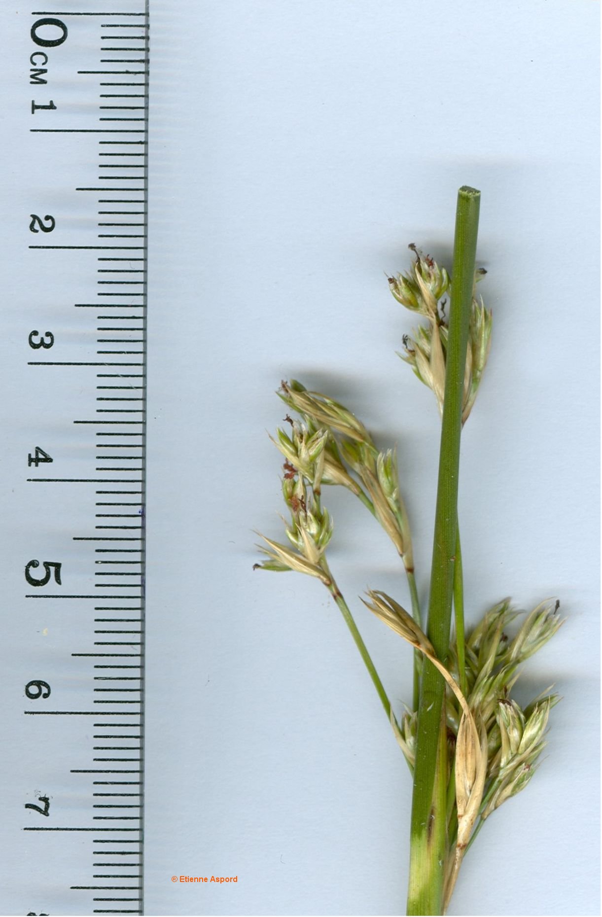 juncus maritimus