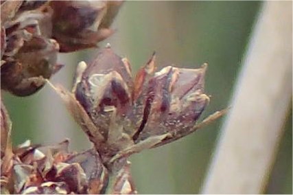 juncus maritimus