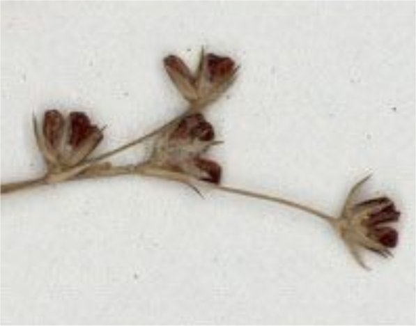 juncus minutulus
