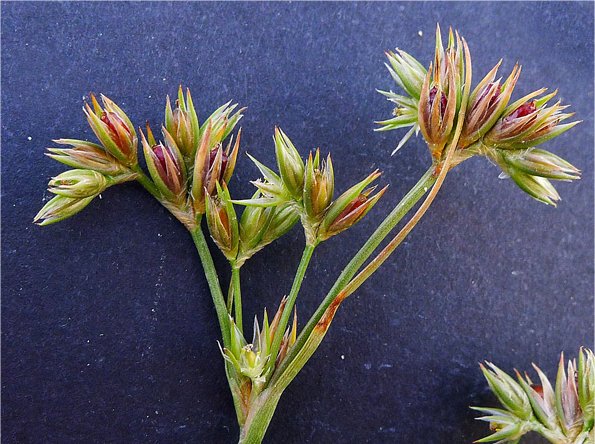 juncus pygmaeus