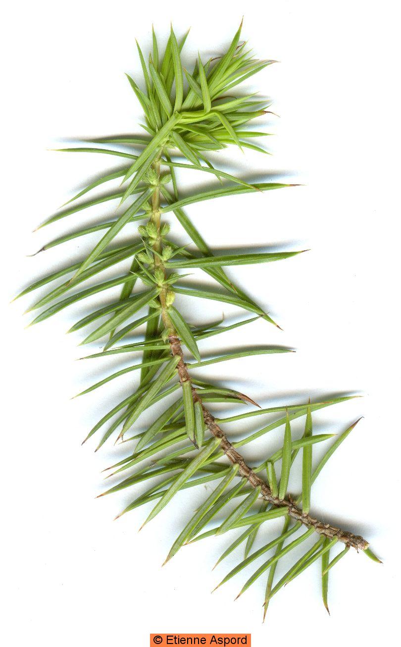 juniperus communis