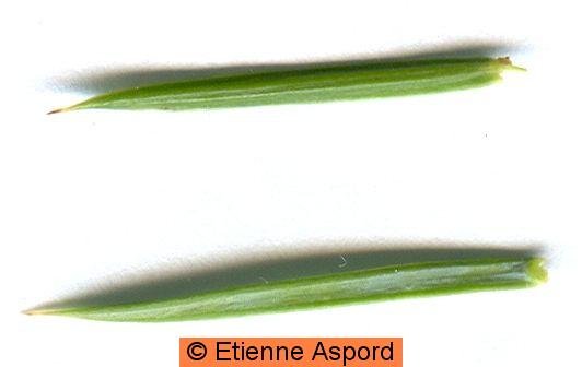 juniperus communis