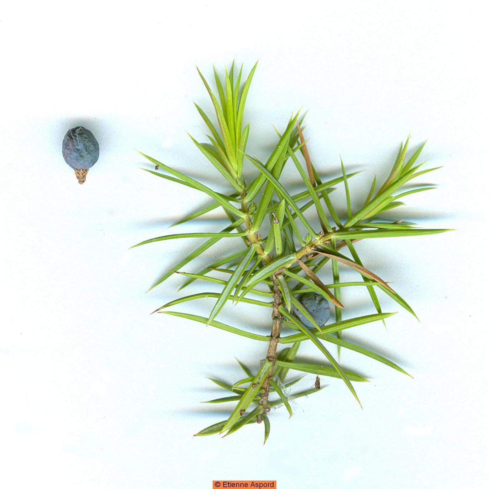 juniperus communis