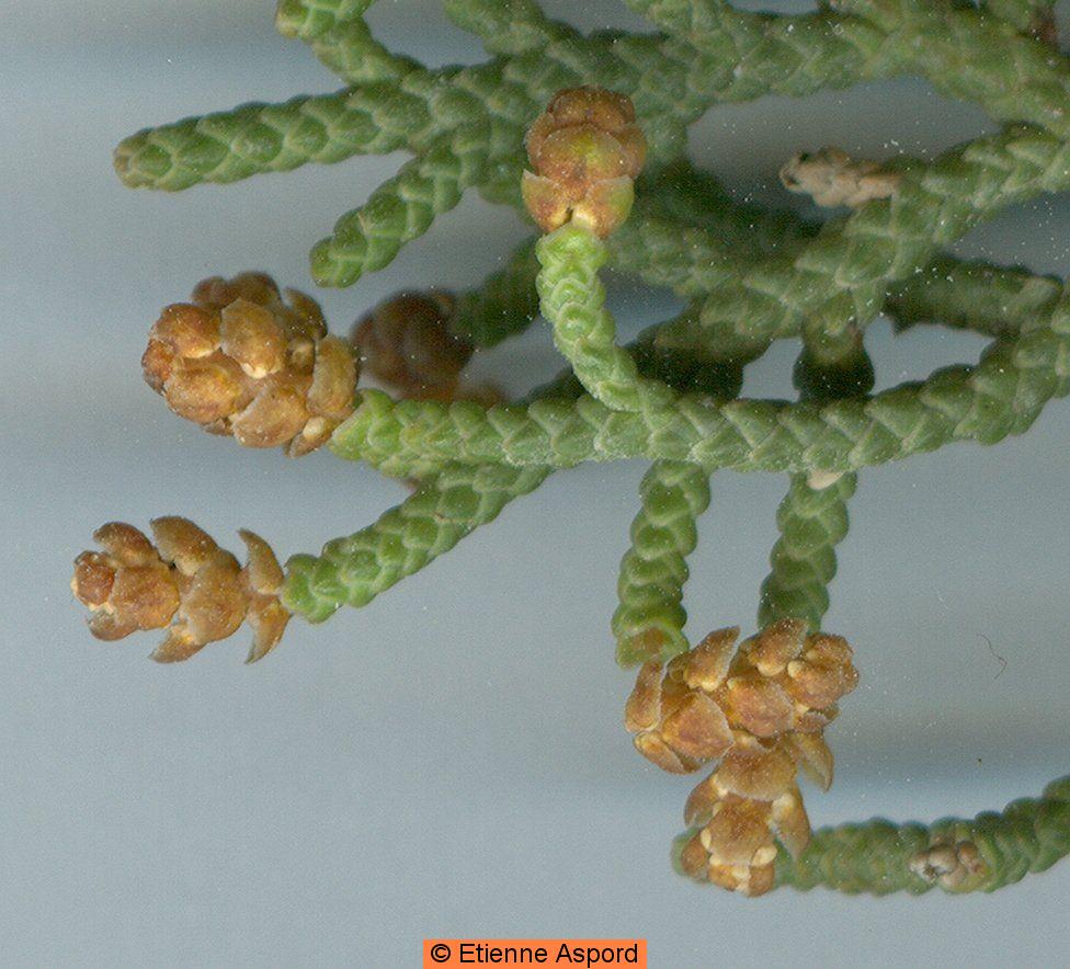 juniperus phoenicea