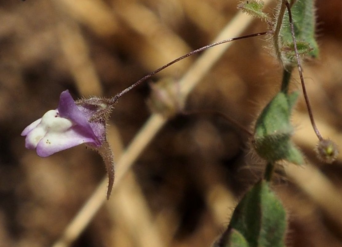 kickxia cirrhosa