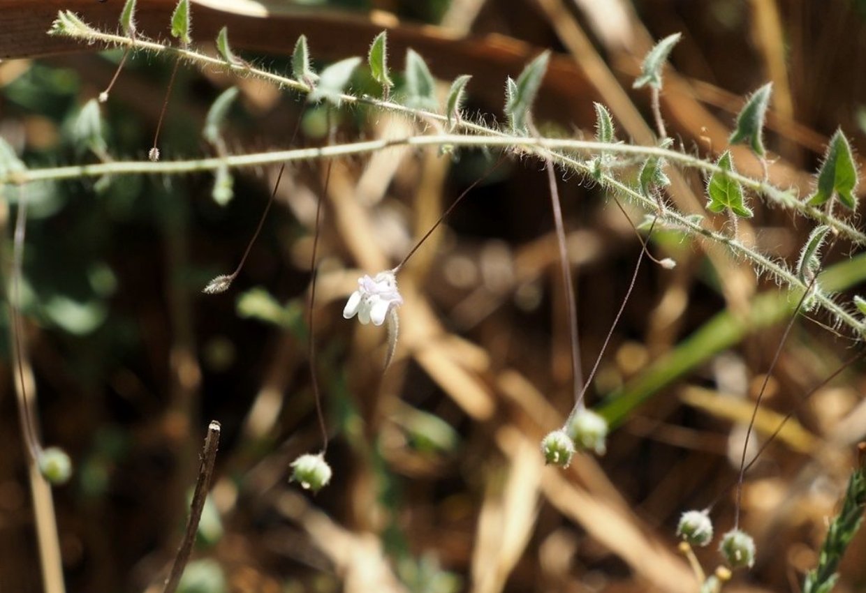 kickxia cirrhosa