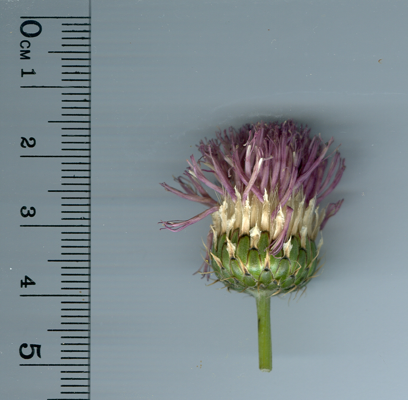 Serratula nudicaulisklasea nidicaulis