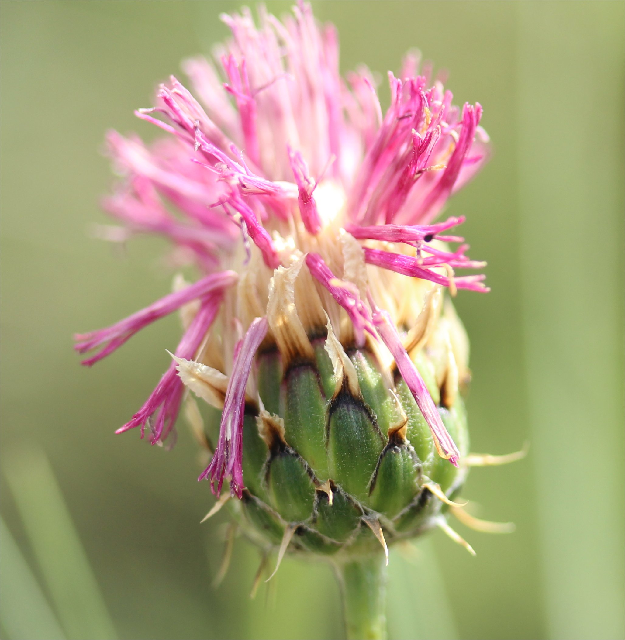 Serratula nudicaulisklasea nidicaulis
