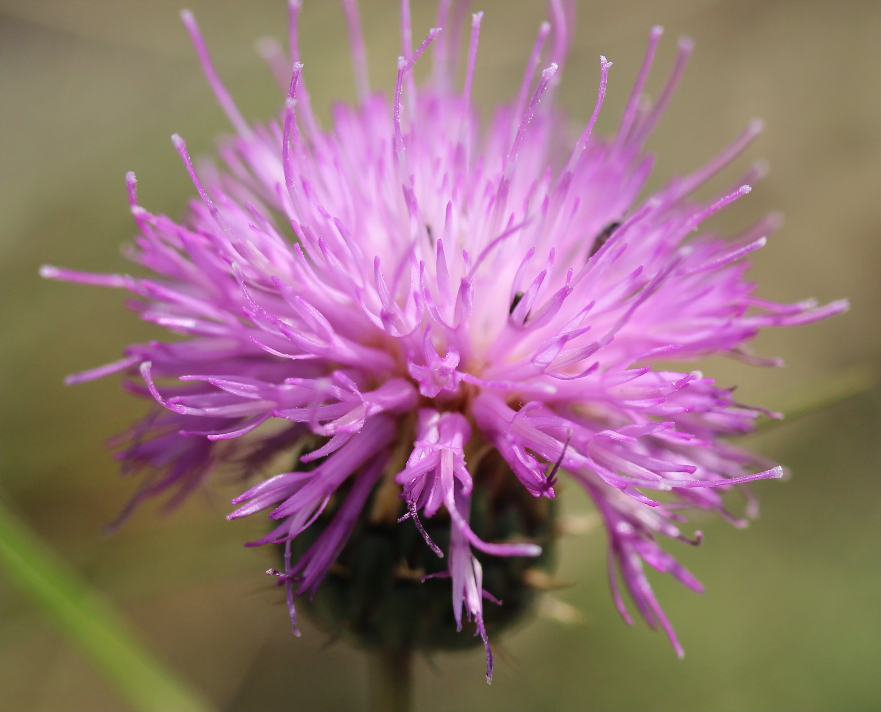 Serratula nudicaulisklasea nidicaulis