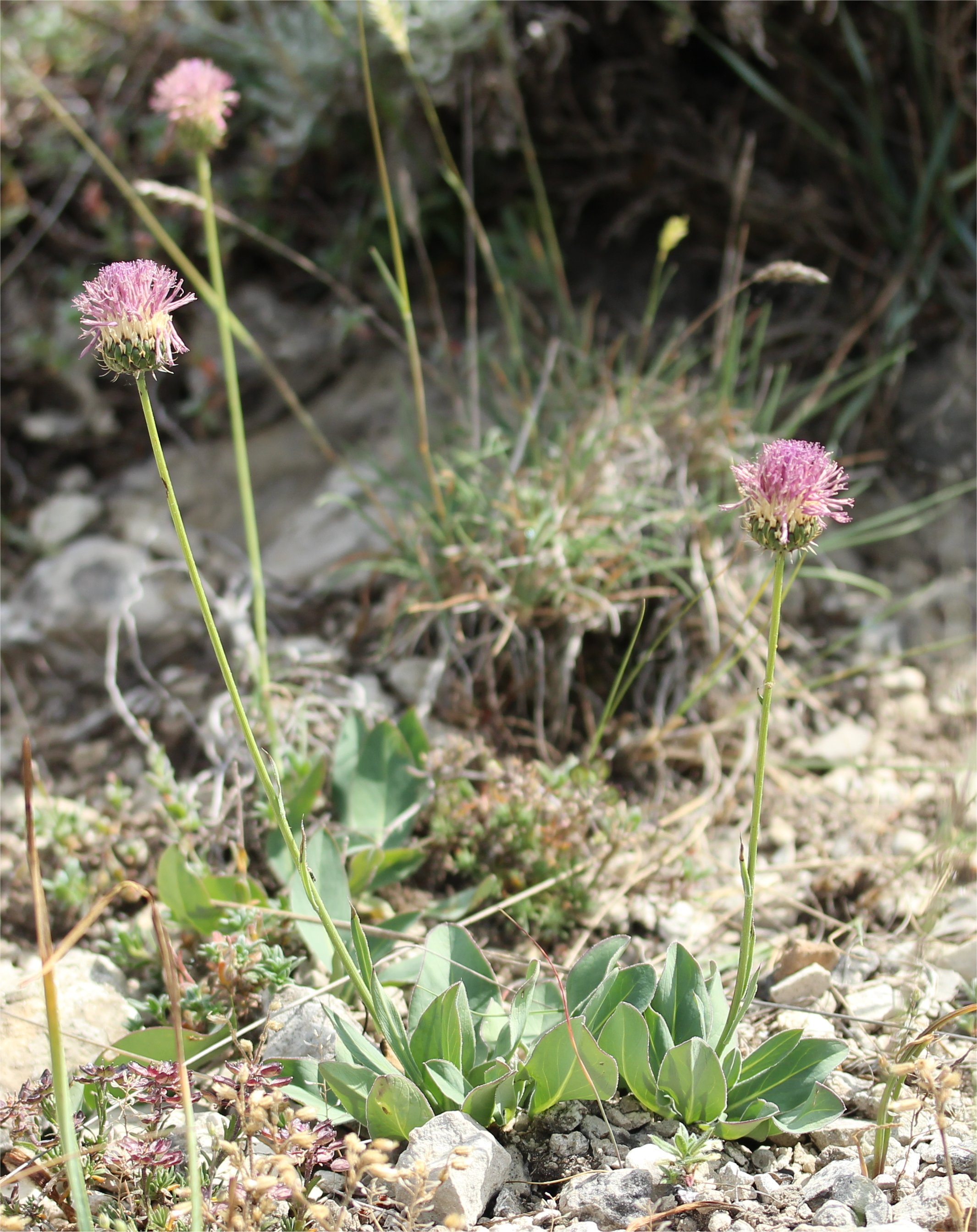 Serratula nudicaulisklasea nidicaulis