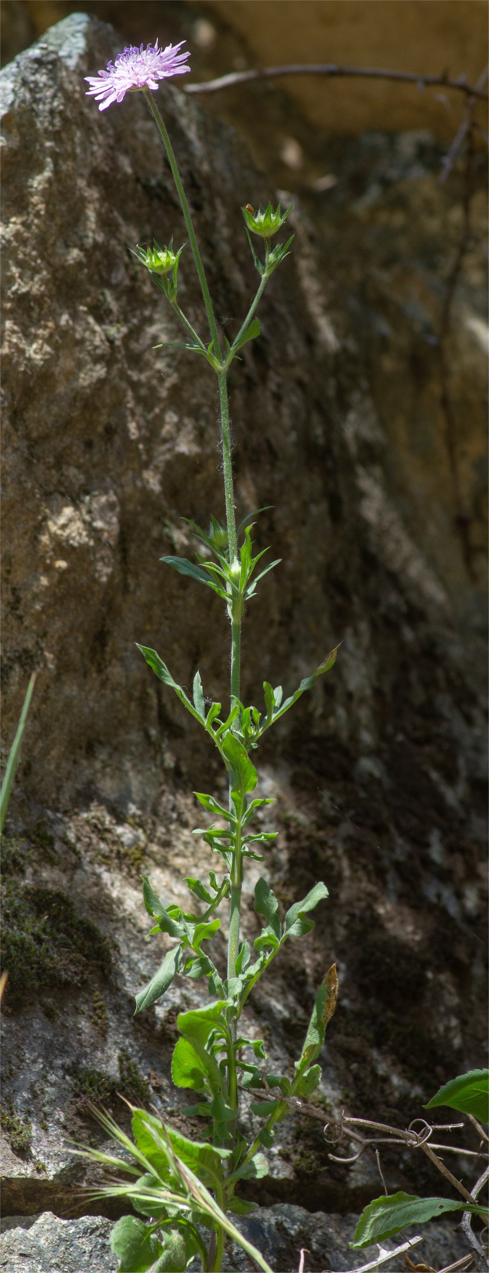 knautia arvensis