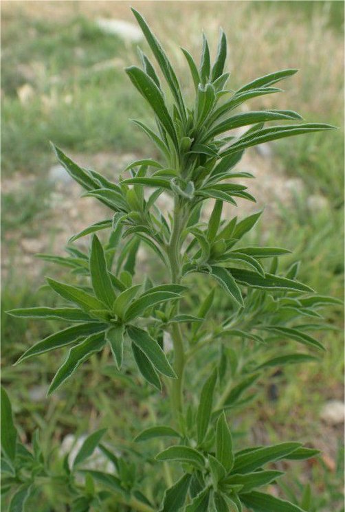 bassia scoparia