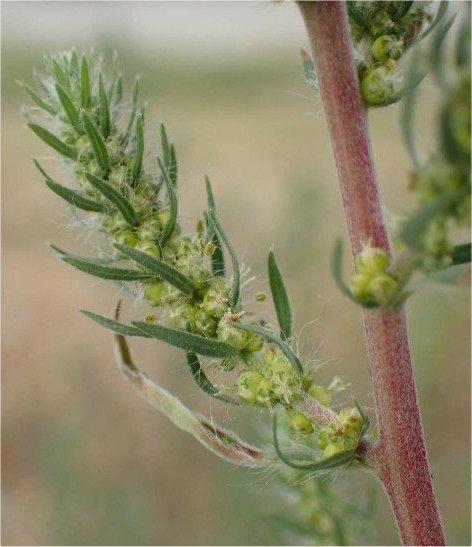 bassia scoparia