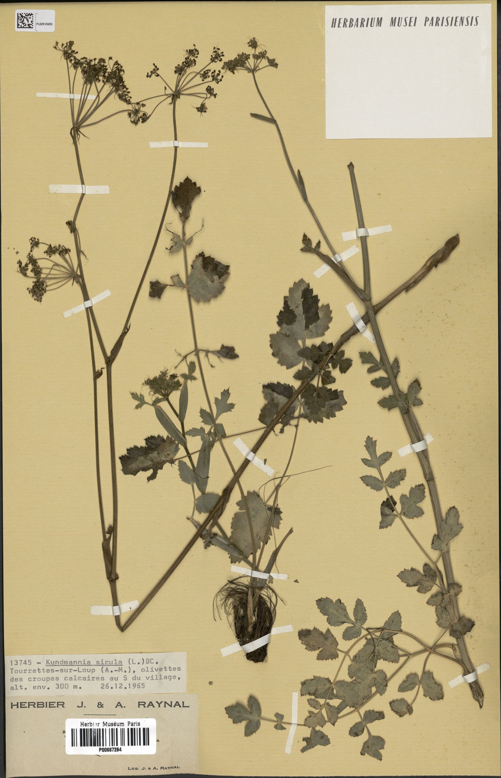 Kundmannia siculakundmannia sicula