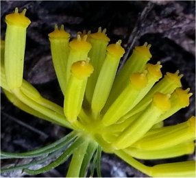 Kundmannia siculakundmannia sicula