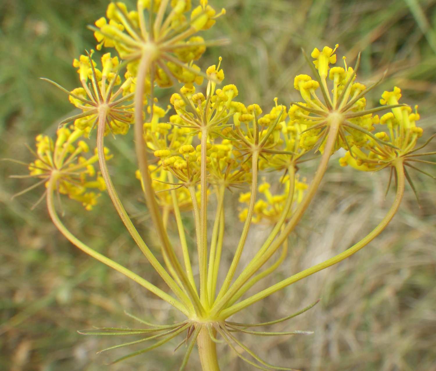 Kundmannia siculakundmannia sicula