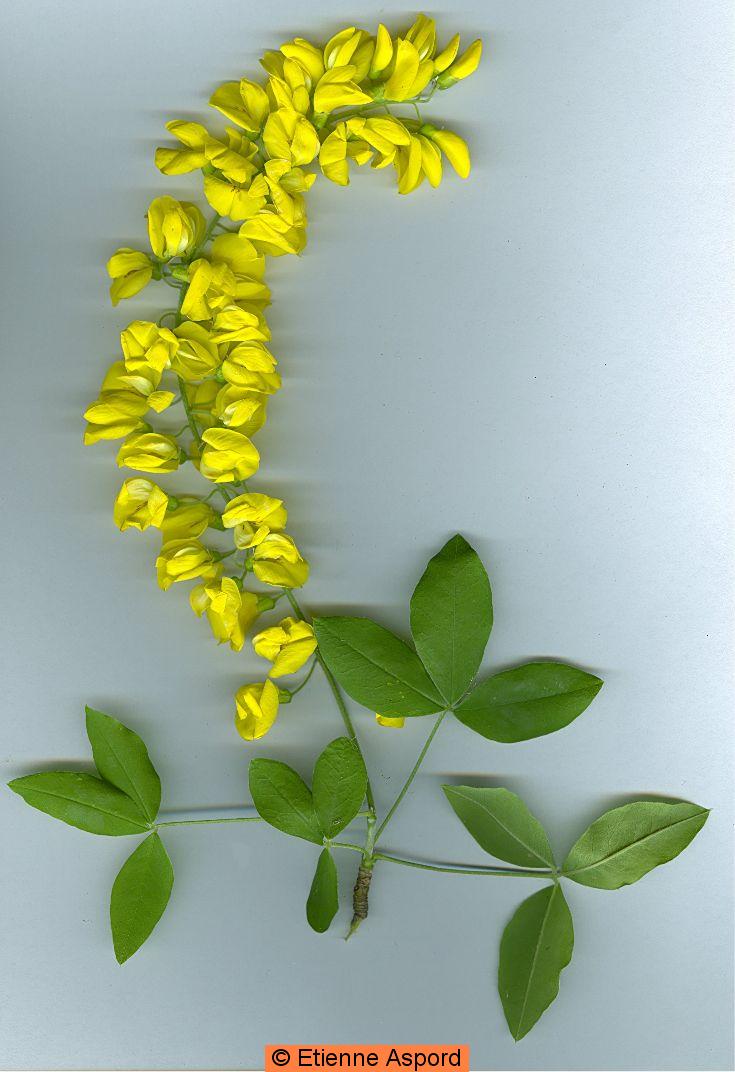 Laburnum anagyroideslaburnum anagyroides