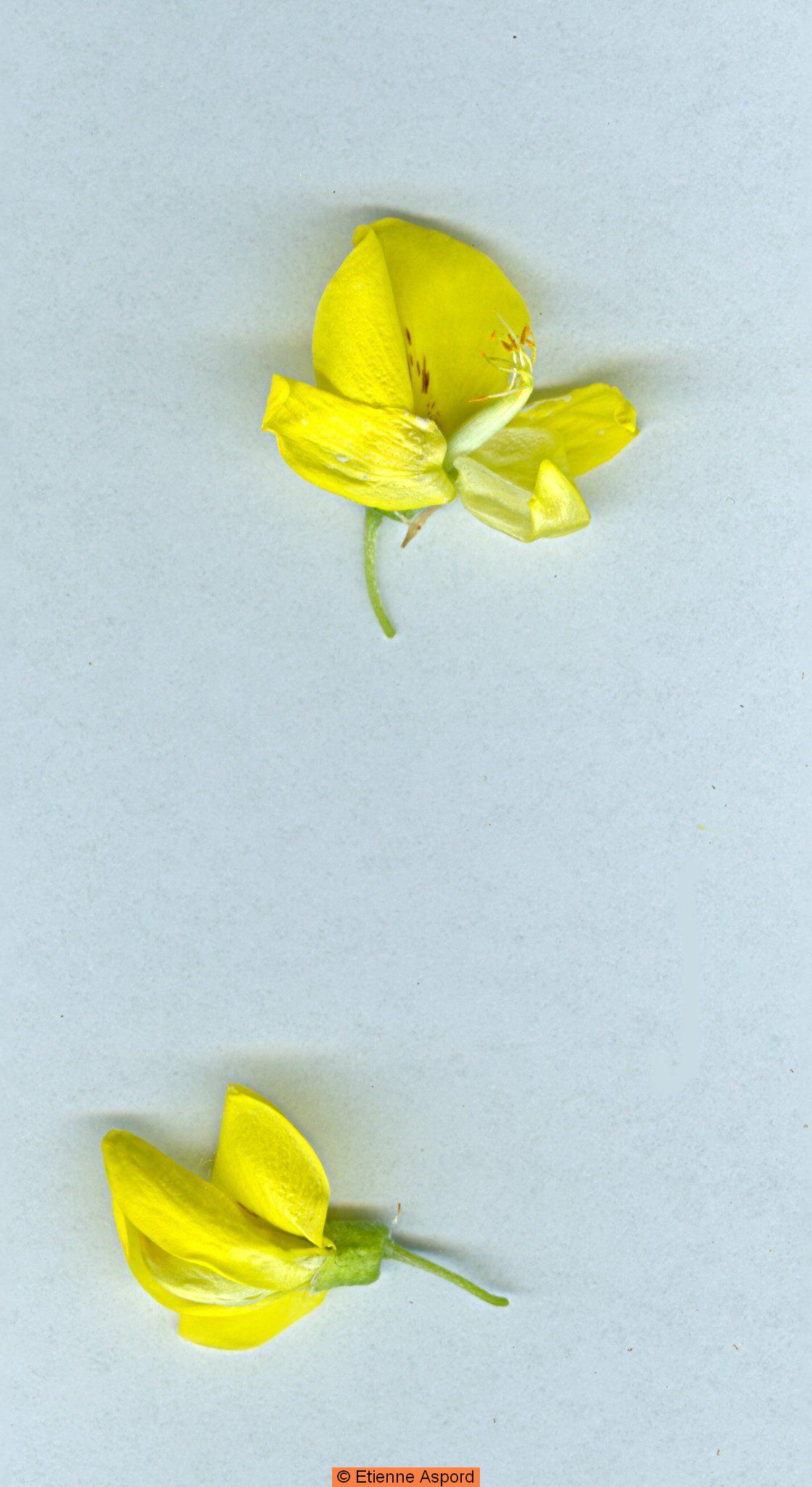 Laburnum anagyroideslaburnum anagyroides