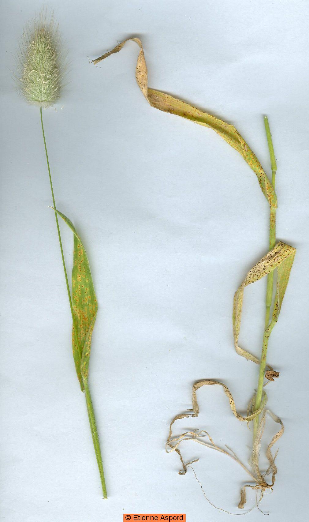 Lagurus ovatuslagurus ovatus
