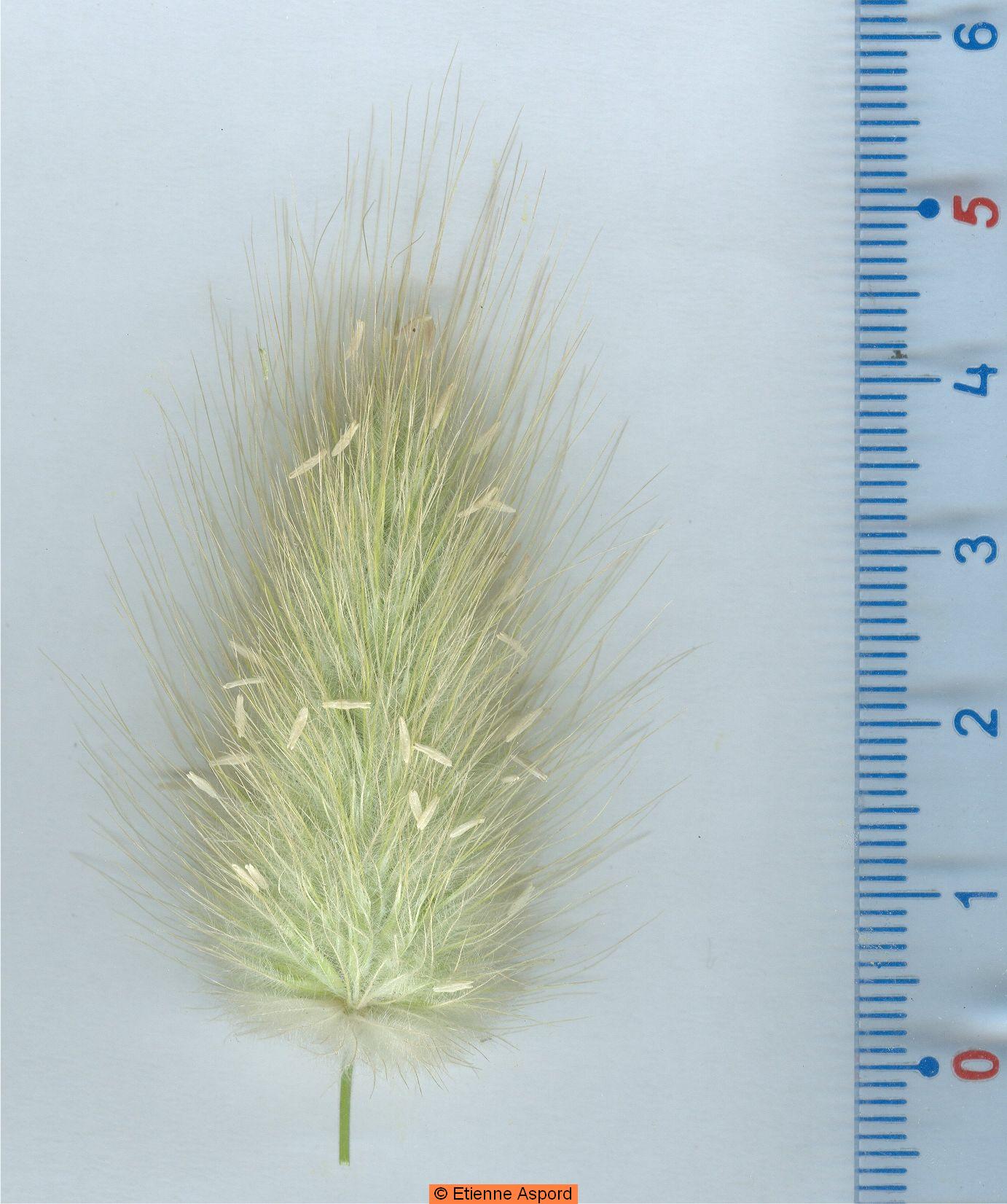 Lagurus ovatuslagurus ovatus