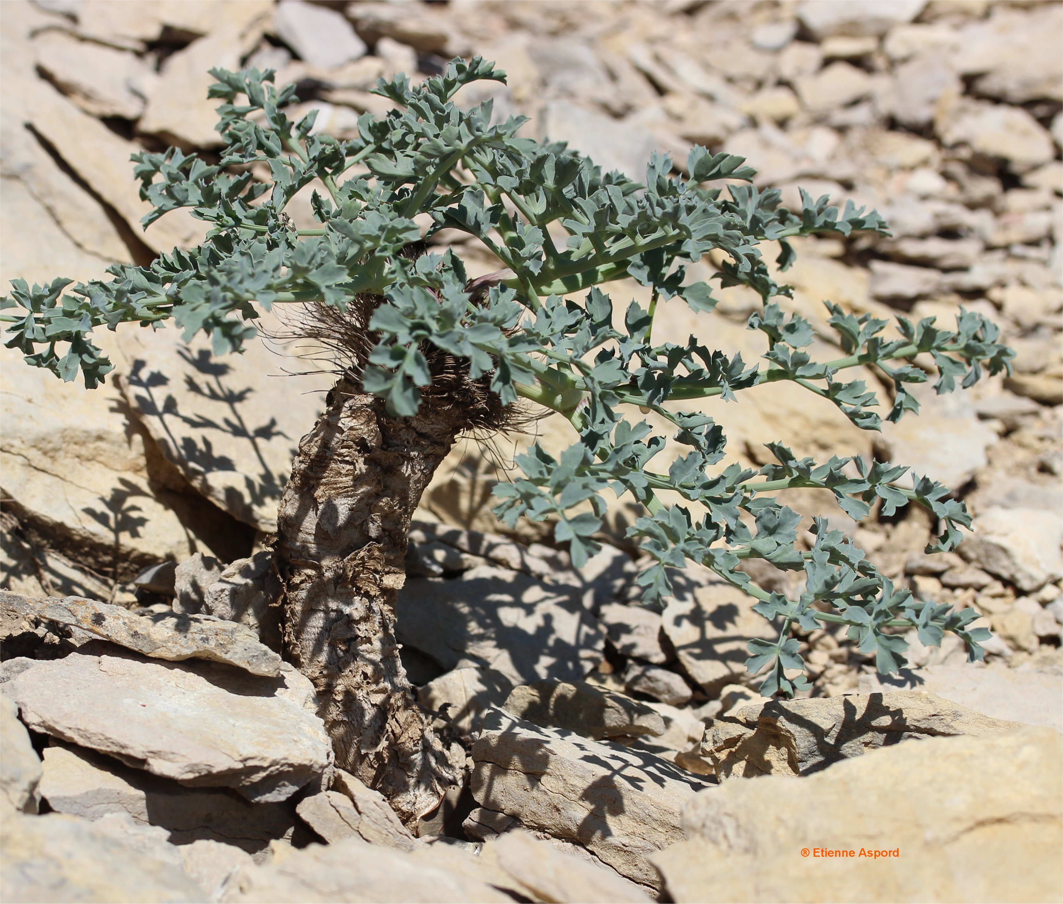 laserpitium gallicum