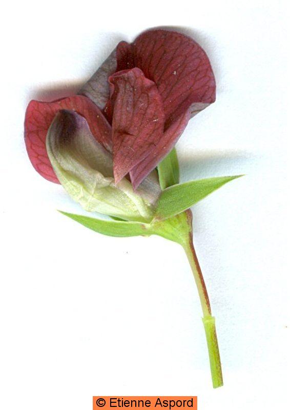 lathyrus cicera 