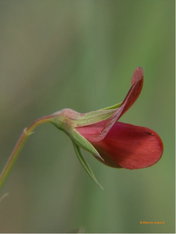 lathyrus cicera 