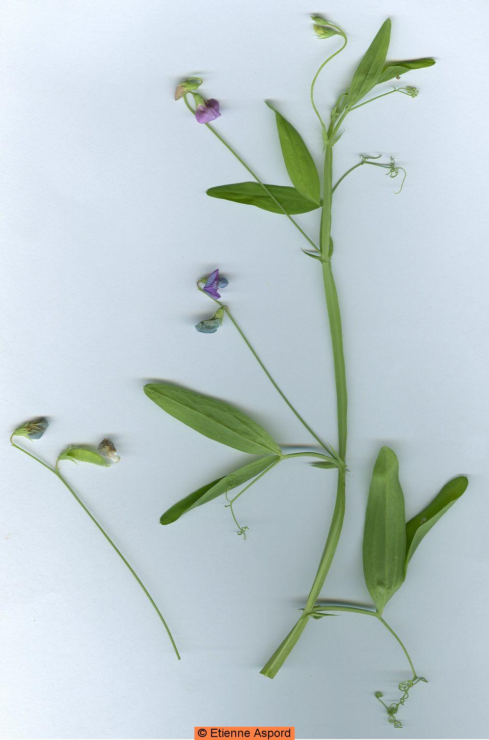 lathyrus hirsutus