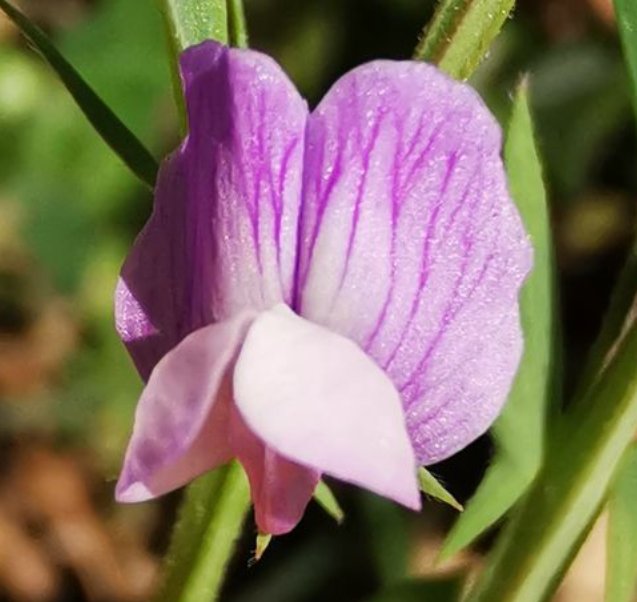 lathyrus inconspicuus