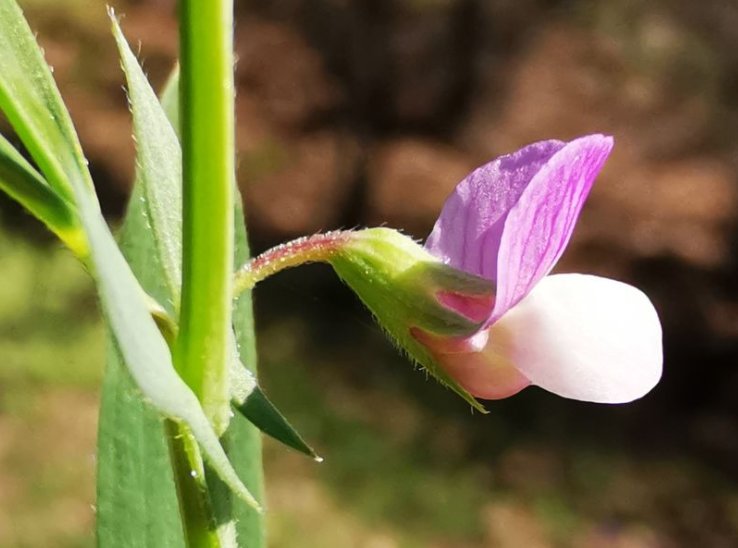 lathyrus inconspicuus