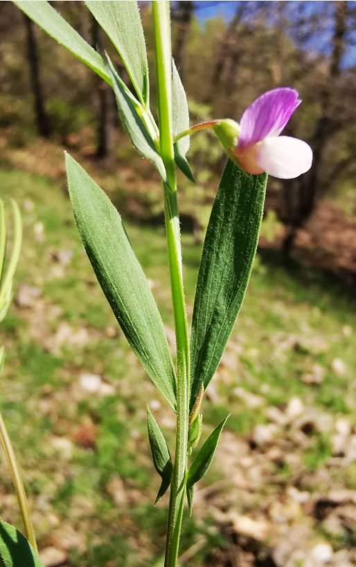 lathyrus inconspicuus