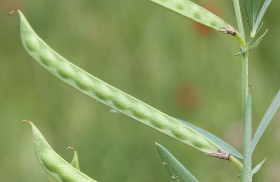 lathyrus inconspicuus