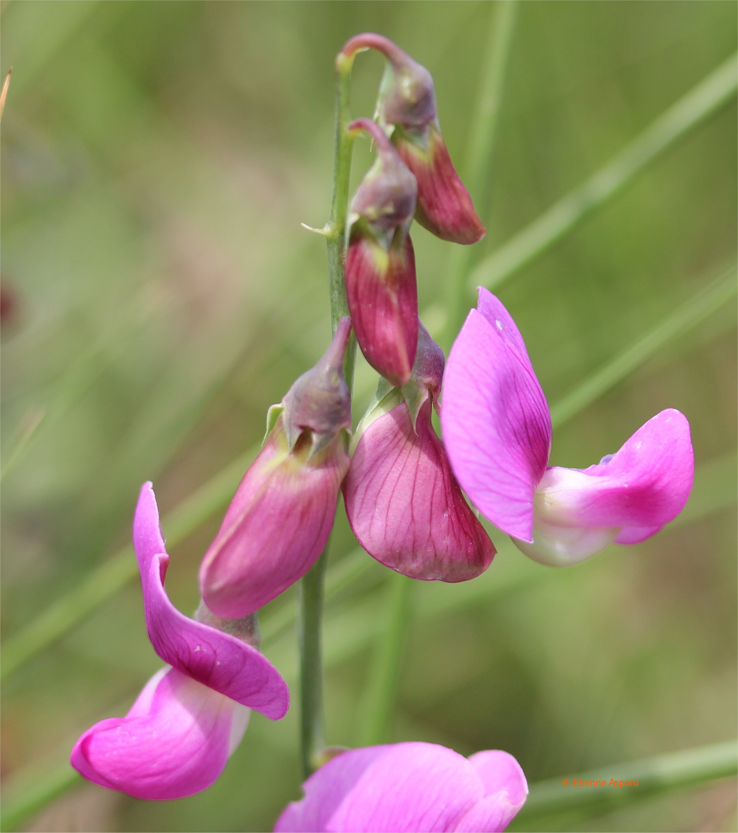 lathyrus latifolius.jpg