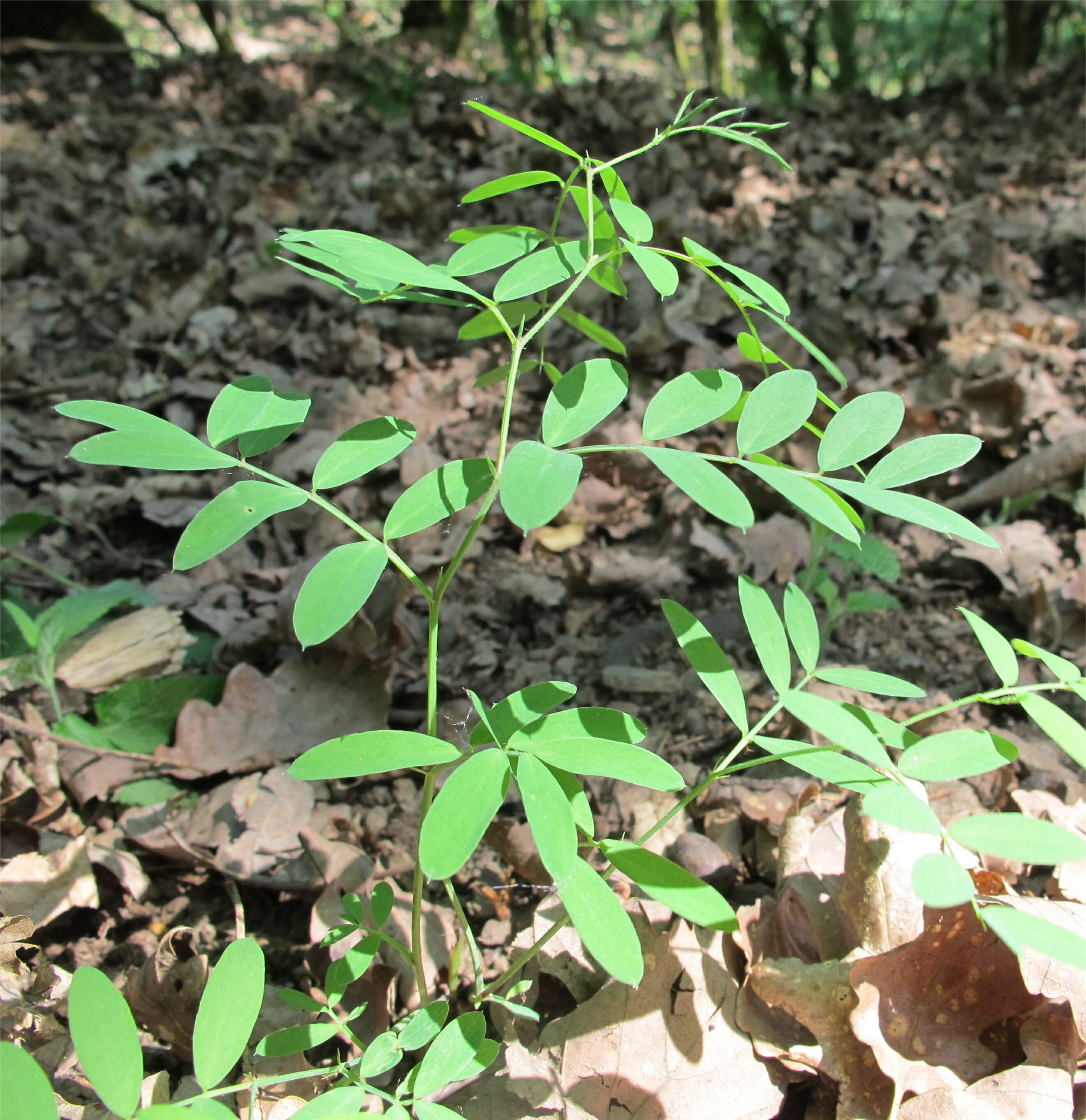 lathyrus niger