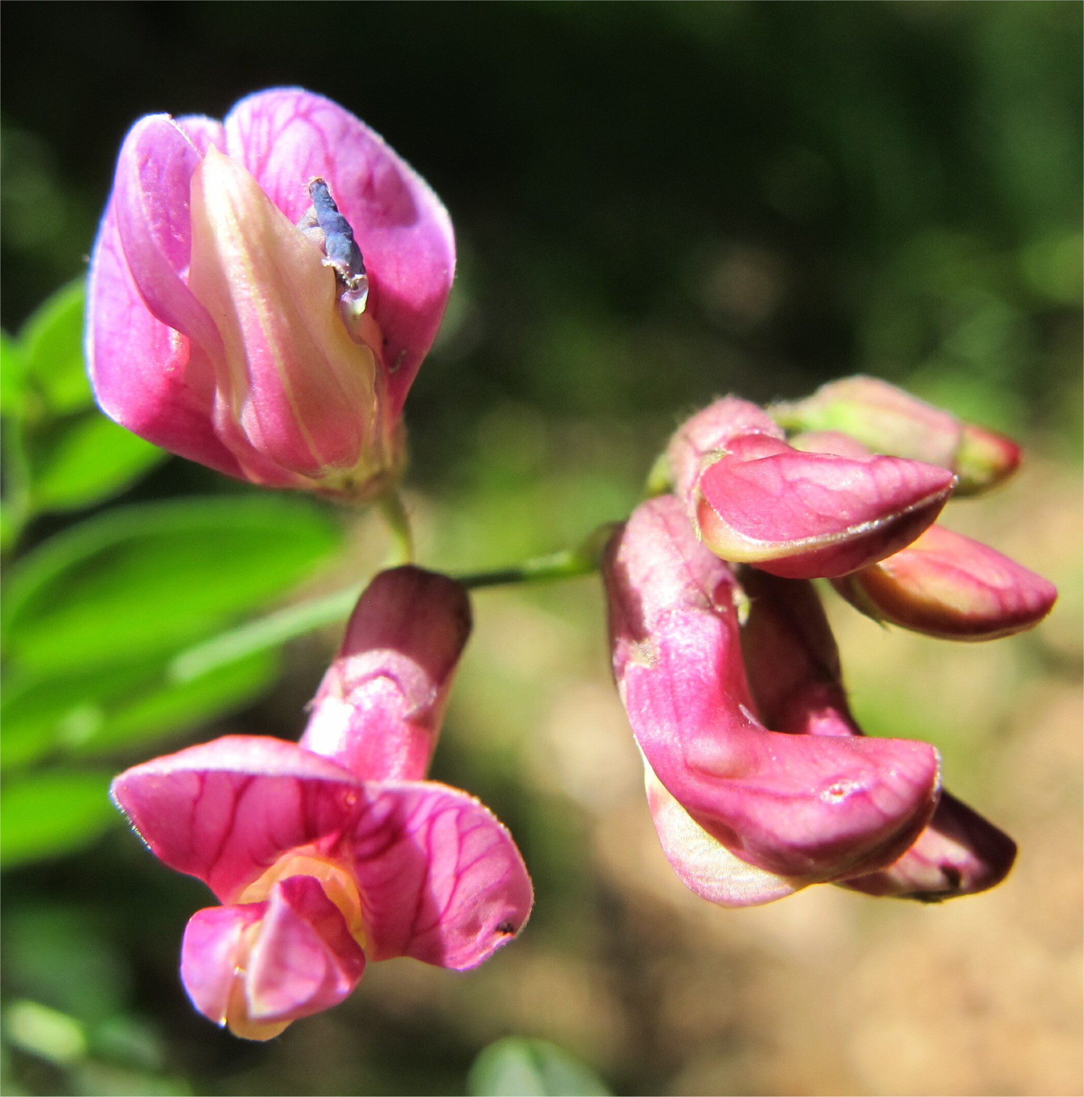 lathyrus niger