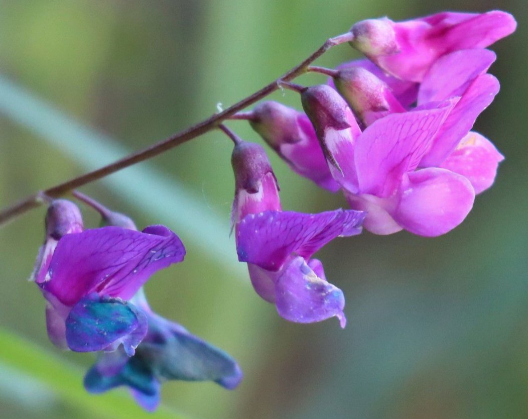 lathyrus palustris