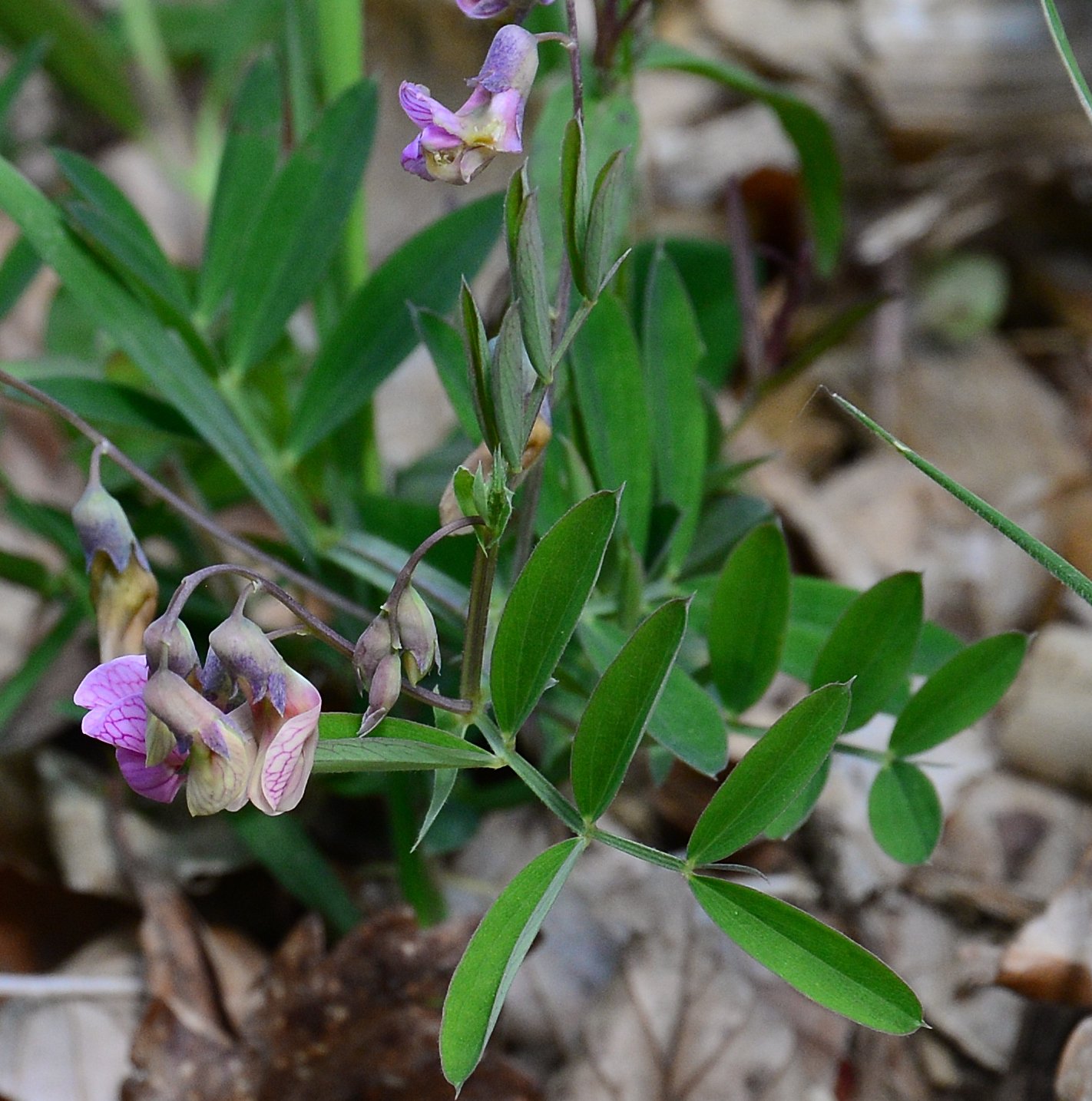 lathyrus palustris