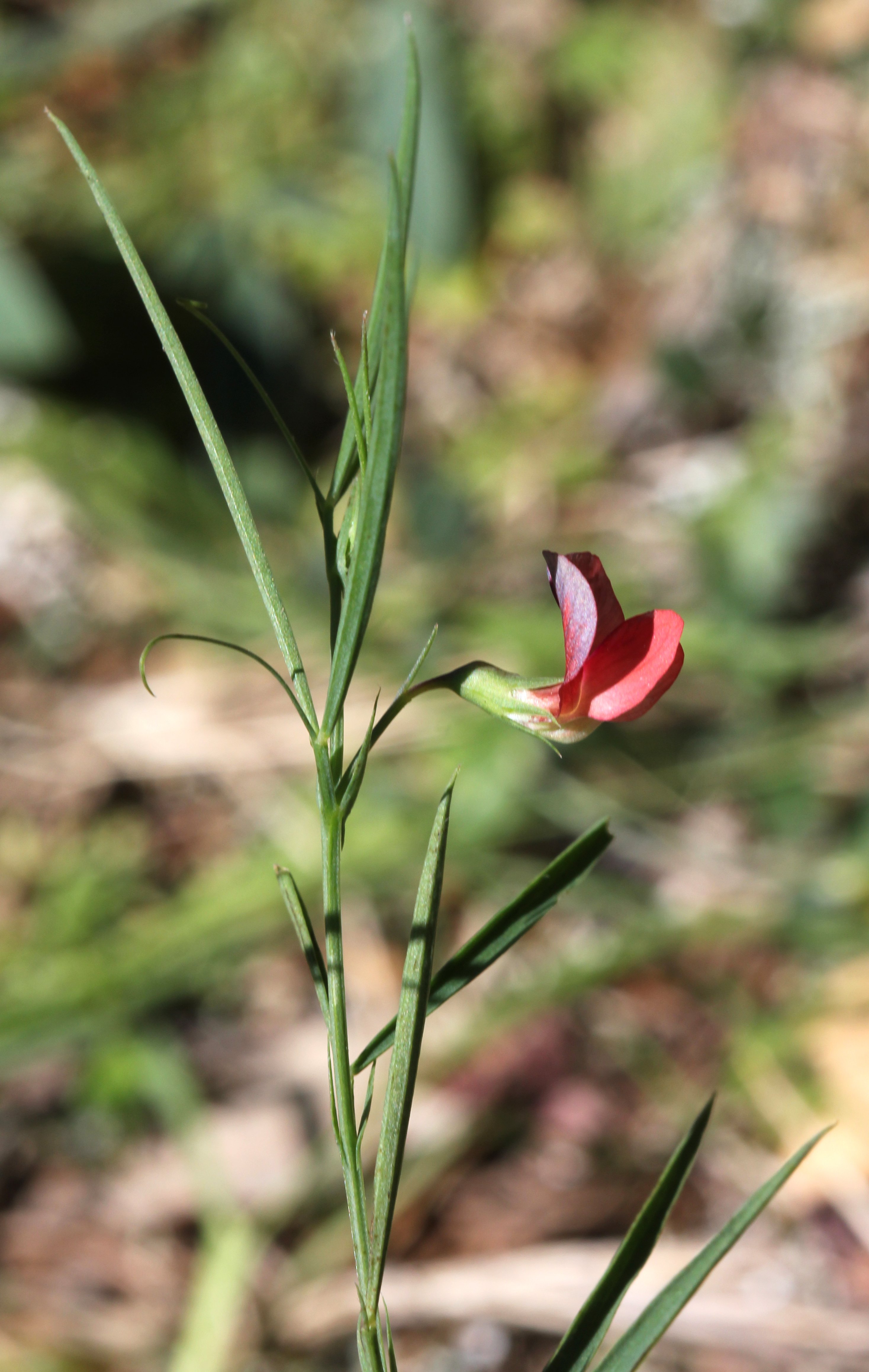 lathyrus sphaericus