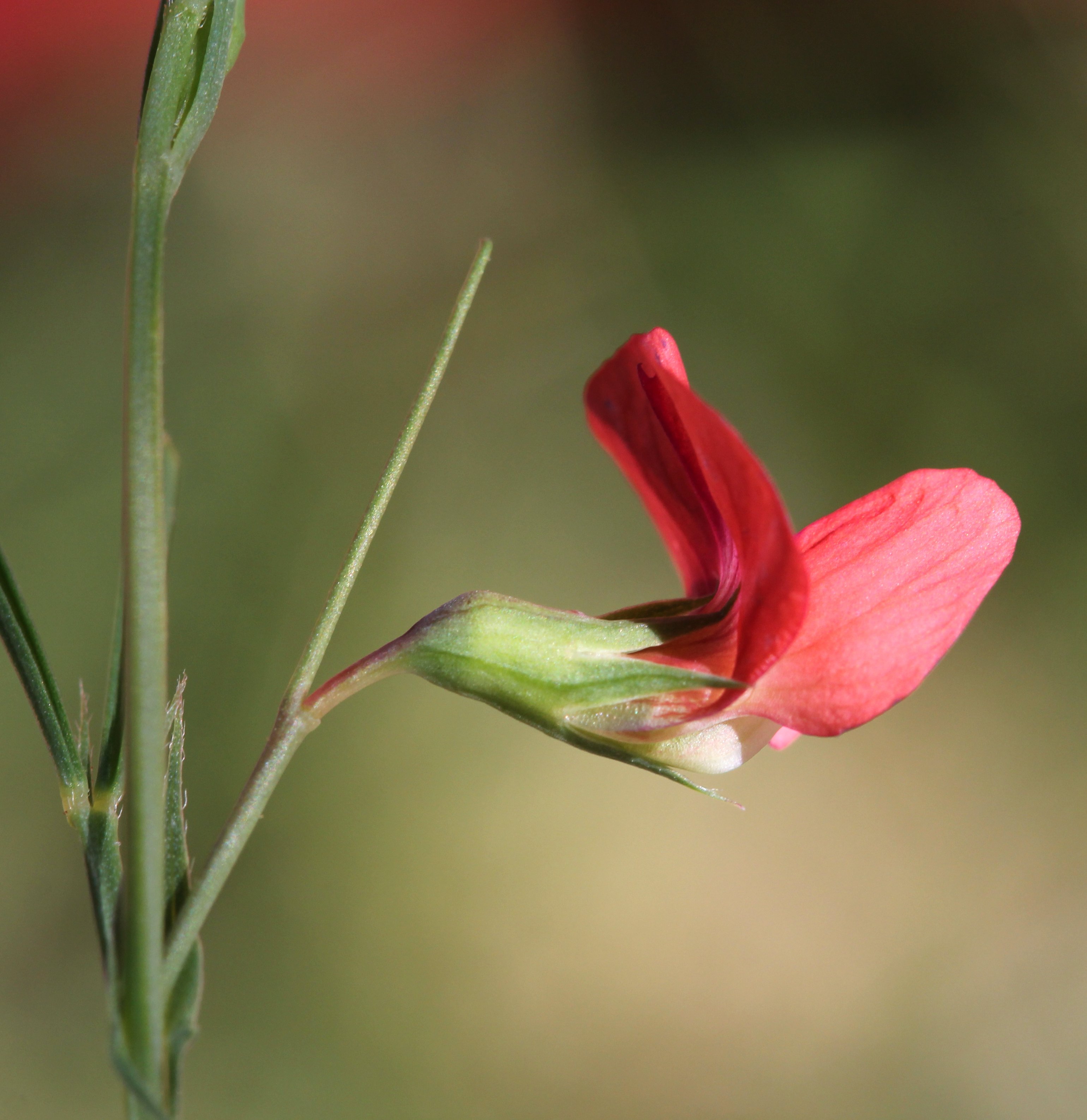 lathyrus sphaericus