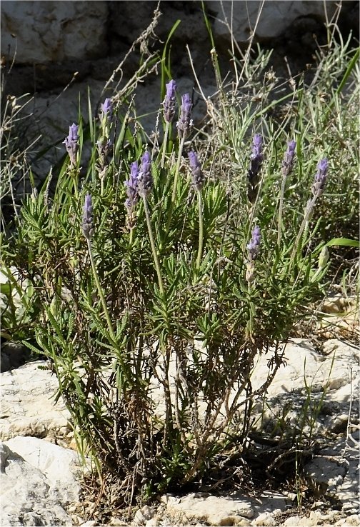 lavandula dentata