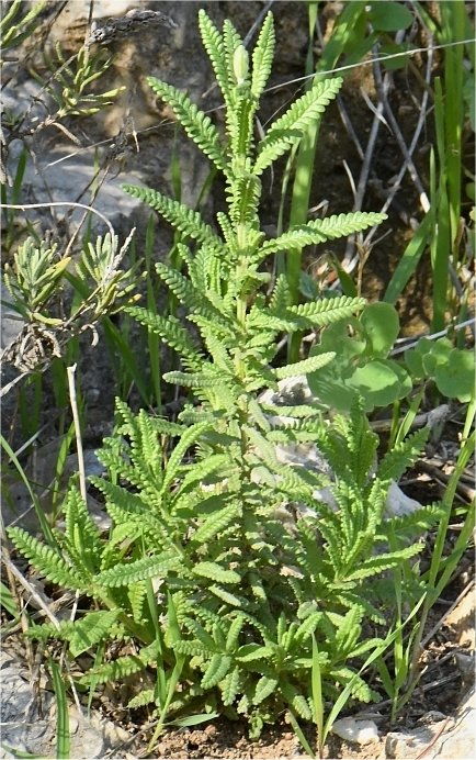 lavandula dentata