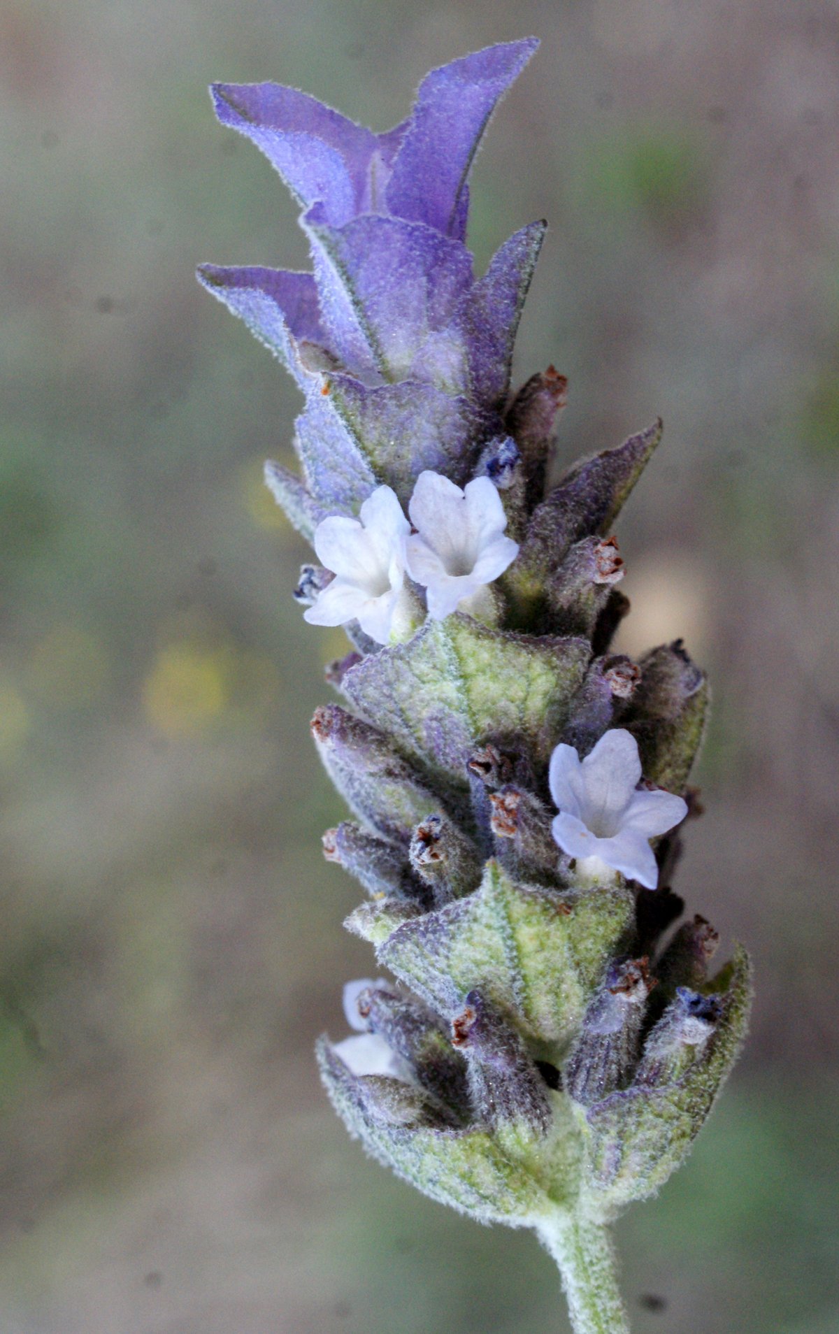 lavandula dentata