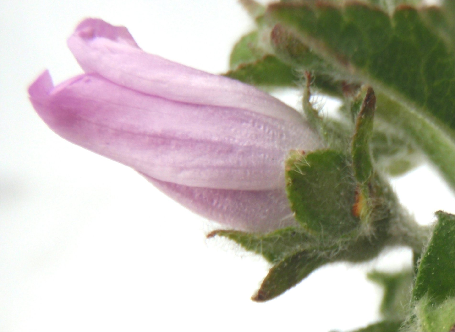 lavatera multiflora