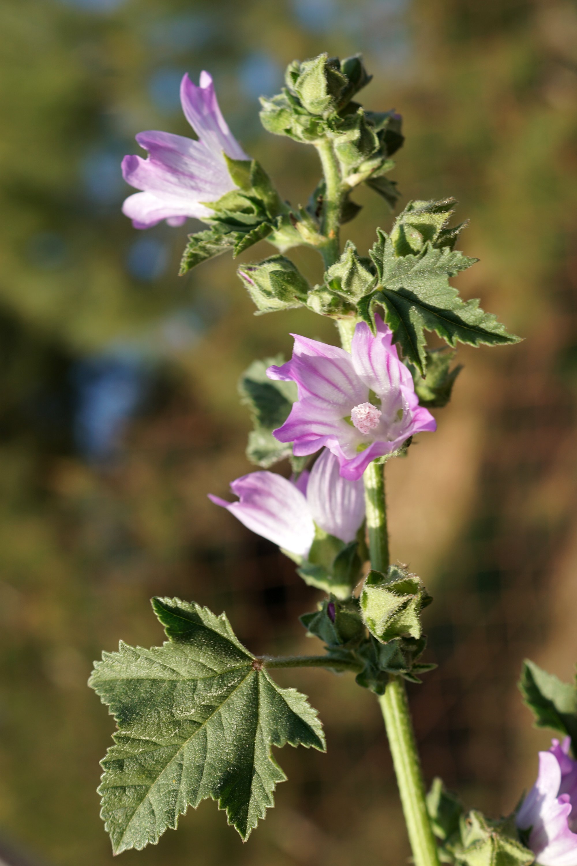 lavatera multiflora
